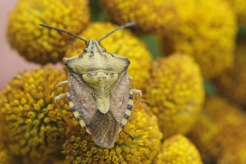 Réf. 327 677 : Carpocoris purpureipennis